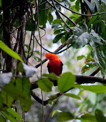 Practica la observación de aves, podrás apreciar el gallito de las rocas y el colibrí cola de espátula.